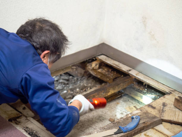 Best Mold Damage Repair  in Guttenberg, NJ