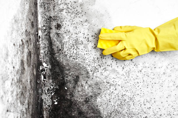 Best Best Mold Removal Companies  in Guttenberg, NJ