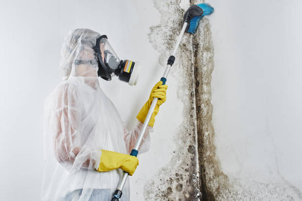 Best Toxic Mold Removal  in Guttenberg, NJ