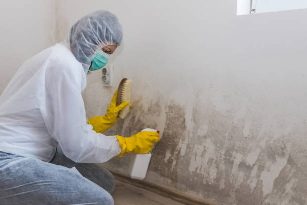 Best Mold Remediation  in Guttenberg, NJ