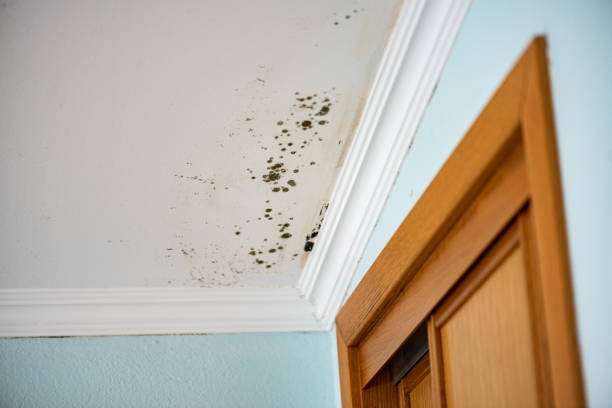 Best Emergency Mold Removal  in Guttenberg, NJ