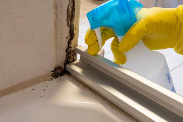 Reliable Guttenberg, NJ Mold Removal Solutions