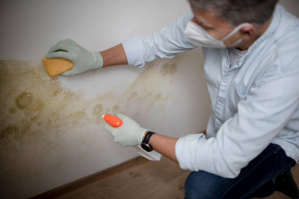 Best Same-Day Mold Removal  in Guttenberg, NJ