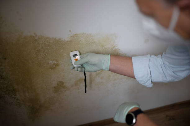 Best Residential Mold Removal  in Guttenberg, NJ