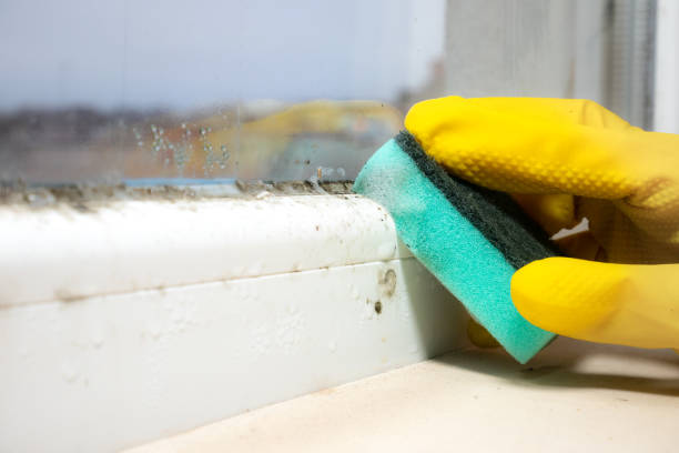 Best Fast Mold Removal  in Guttenberg, NJ