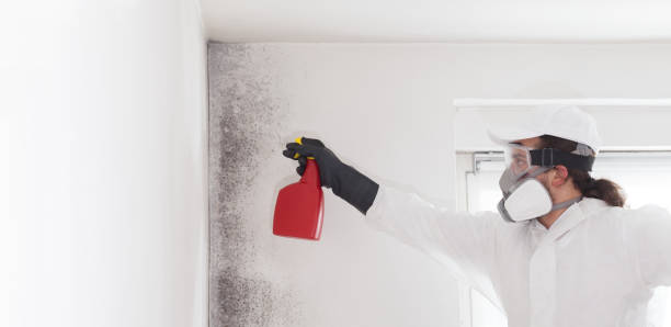 Best Certified Mold Removal  in Guttenberg, NJ