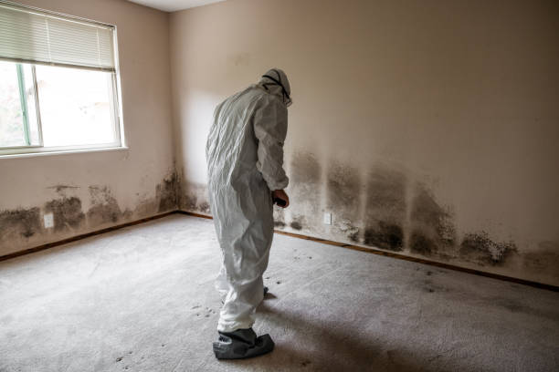 Best Toxic Mold Removal  in Guttenberg, NJ