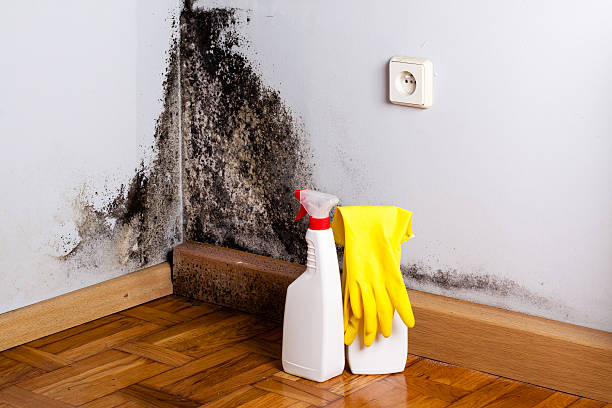 Best Local Mold Removal Service  in Guttenberg, NJ