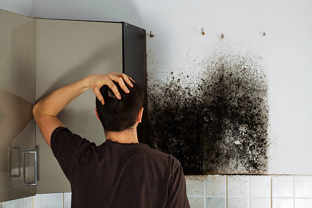 Office Mold Removal Services in Guttenberg, NJ