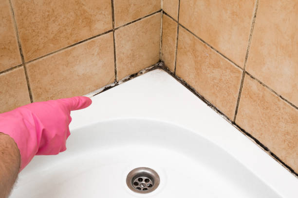 Best Office Mold Removal Services  in Guttenberg, NJ